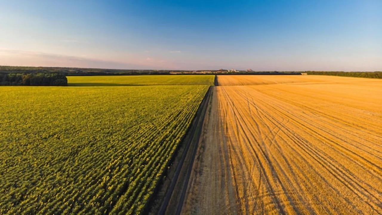 Tradição e Inovação em Cada Colheita